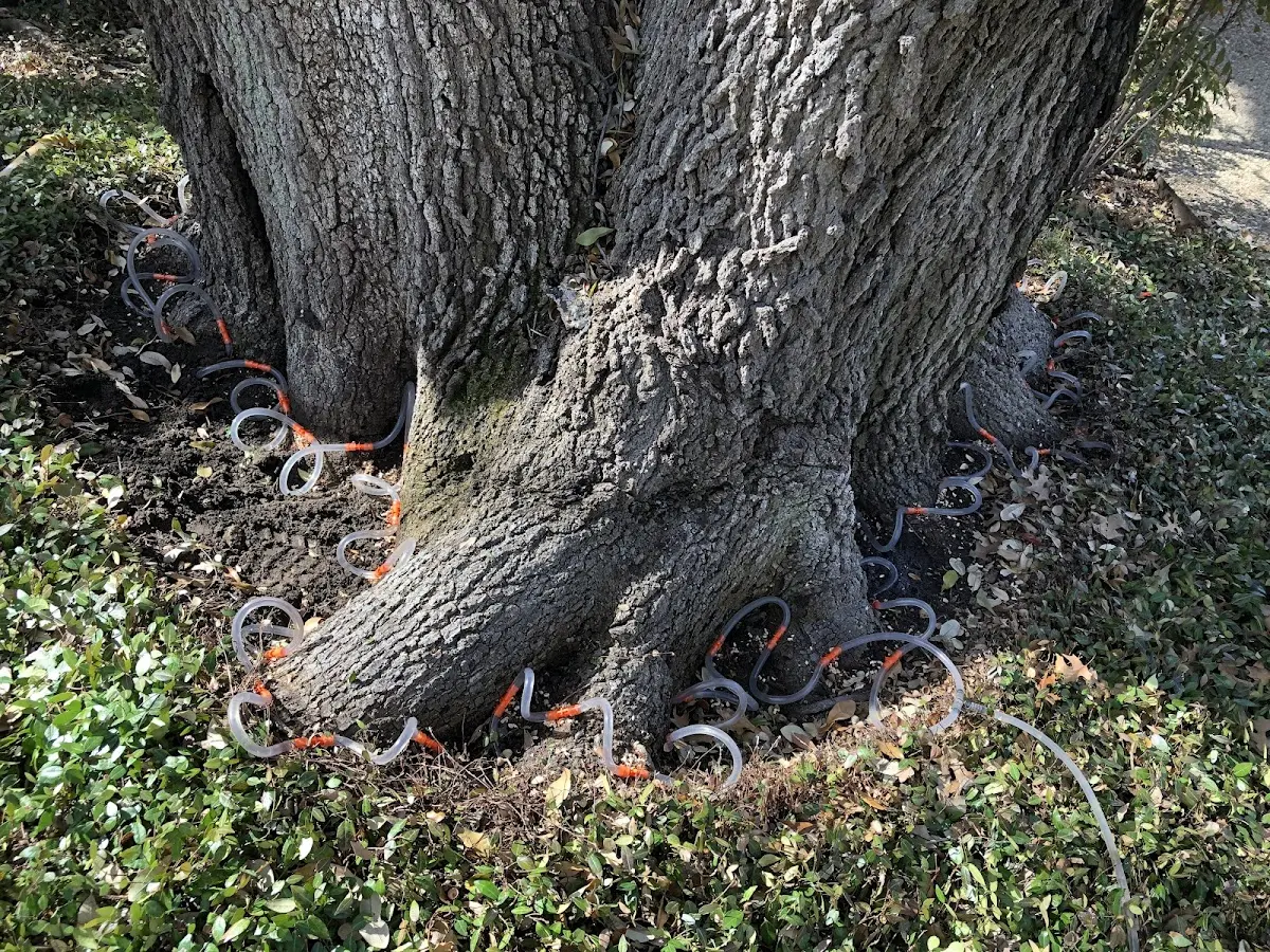Detailed Tree Cabling and Bracing job site in Donnellson